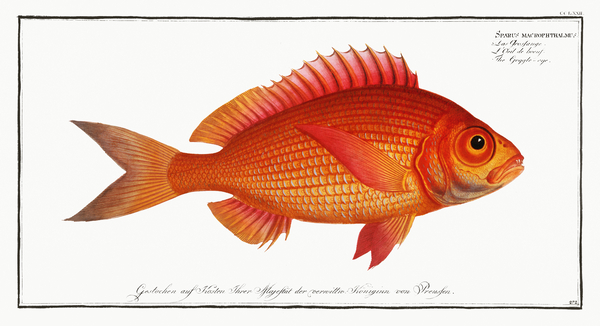 Goggle-eye Sparus macrophthalmus Print