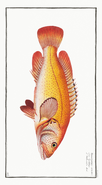 Holocentrus auratus Print