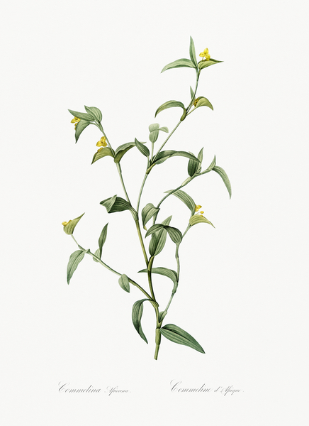 Commelina africana illustration  Print