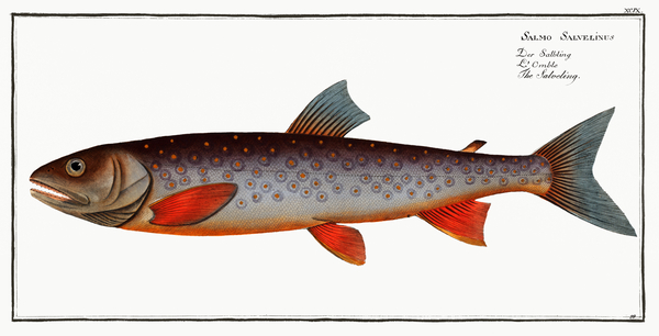 Salveling Salmo Salvelinus Print