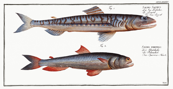 1. Sea-Lizard Salmo Saurus 2. Sea-Sparrow-Hawk Salmo foetens Print