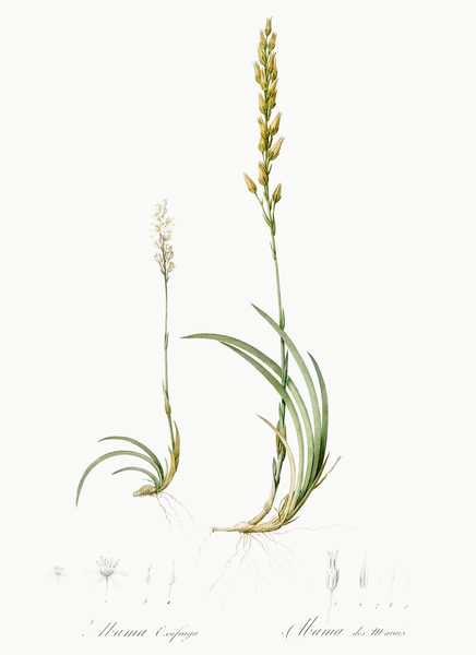 Abama ossifraga illustration  Print