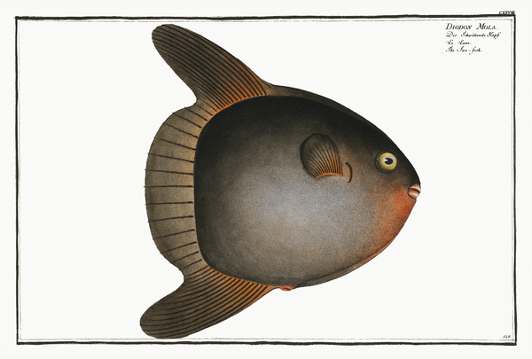 Sun-fish Diodon Mola Print
