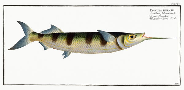 Under-Sword-Fish Esox brasiliensis Print