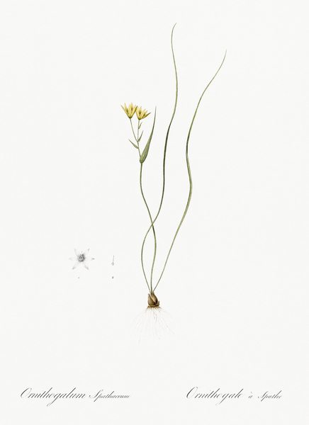 Ornithogalum spathaceum illustration  Print