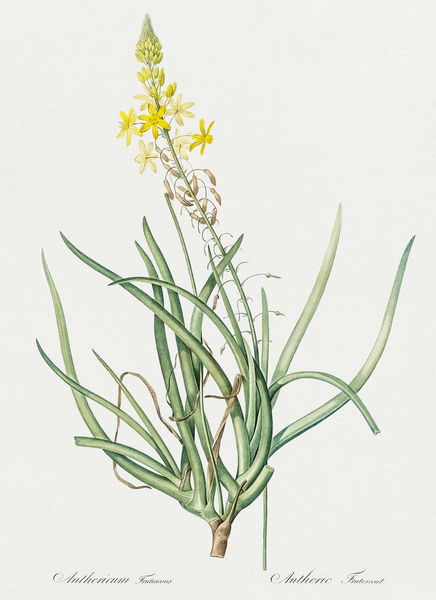 Stalked bulbine illustration  Print