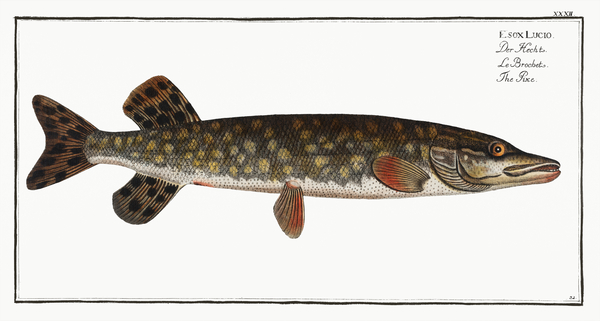 Pike Esox Lucio Print