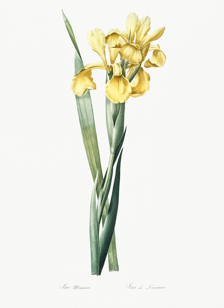 Iris Monnieri illustration  Print