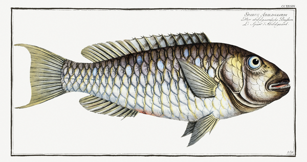 Sparus Abildgaardi Print