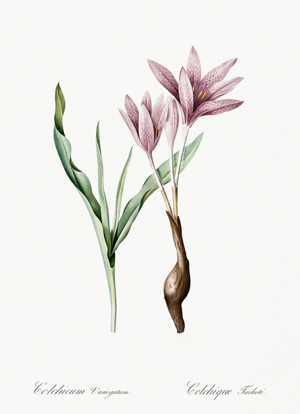 Autumn crocus illustration  Print