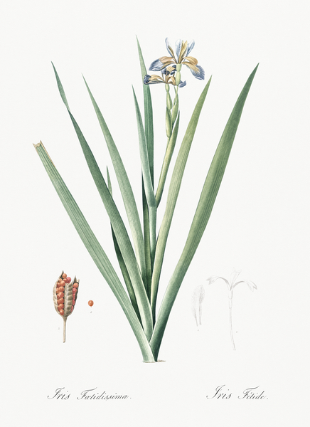 Stinking iris illustration  Print