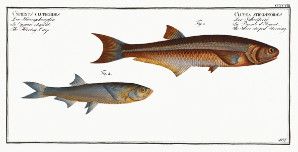 1. Silver-striped Herring Clupea atherinoides 2. Herring-Carp Cyprinus clupeoides Print