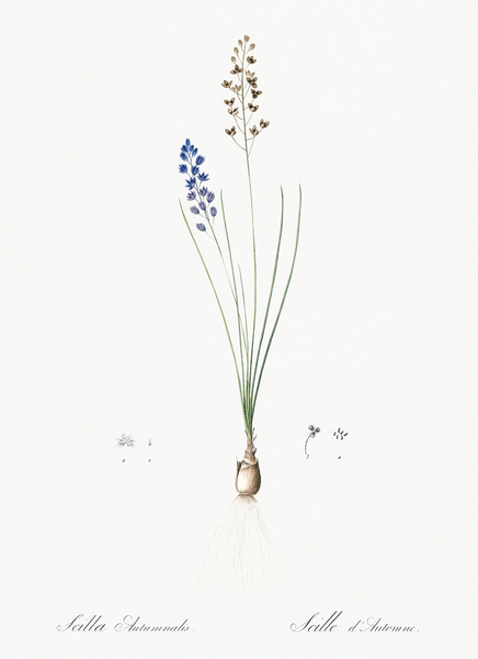 Autumn squill illustration Print