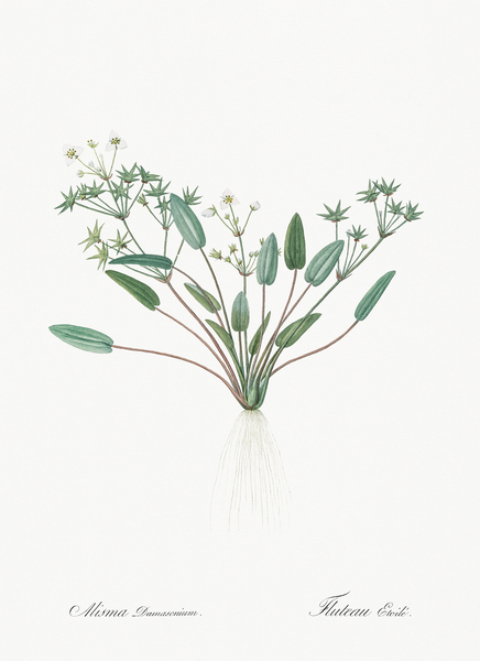 Starfruit illustration  Print