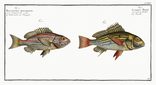 1. Lutjanus Hasta 2. Holocentrus bengalensis Print