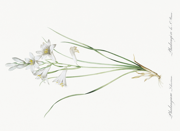 Paradise lily illustration  Print