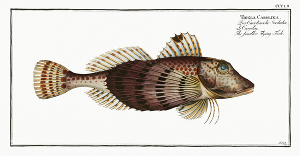 Smaller Flying-Fish Trigla Carolina Print