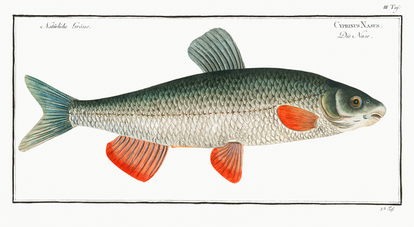 Nase-Carp Cyprinus Nasus Print