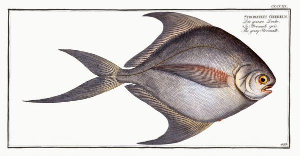 Gray Stromate Stromateus cinereus Print