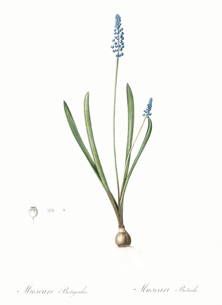 Grape hyacinth illustration  Print