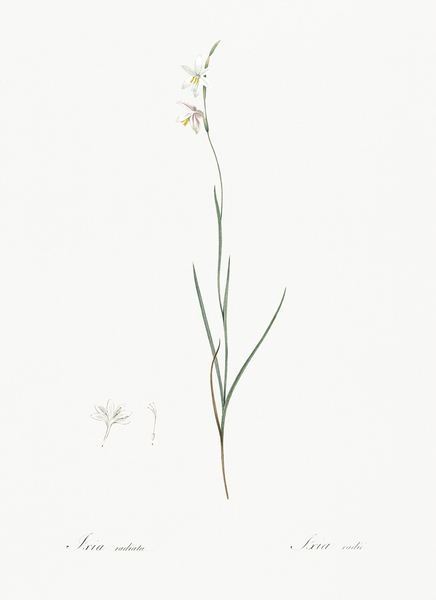 Hesperantha illustration  Print