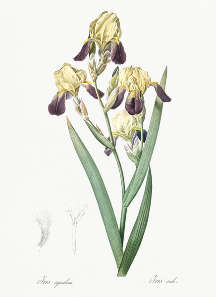 Elder scented iris illustration  Print