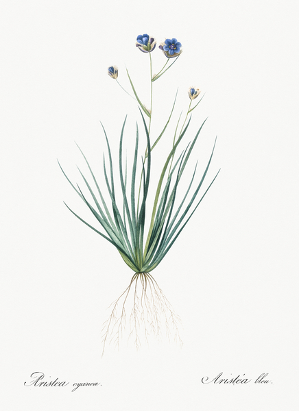 Blue corn-lily illustration  Print