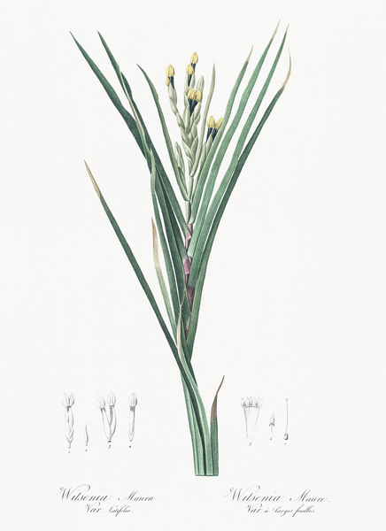 Bokmakierie & tail illustration  Print