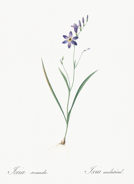 Ixia secunda illustration  Print