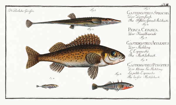 1. Fifteen-Spined Stickleback Gasterosteus Spinachia 2. Ruffe Perca Cernua 3. Stickleback Gasterosteus Aculeatus 4. lesser Stickleback Gasterosteus Pungitius Print
