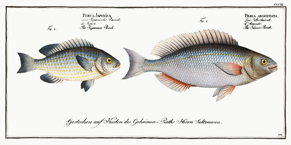 1. Silver-Perch Perca argentata 2. Japanese Perch Perca Japonica Print