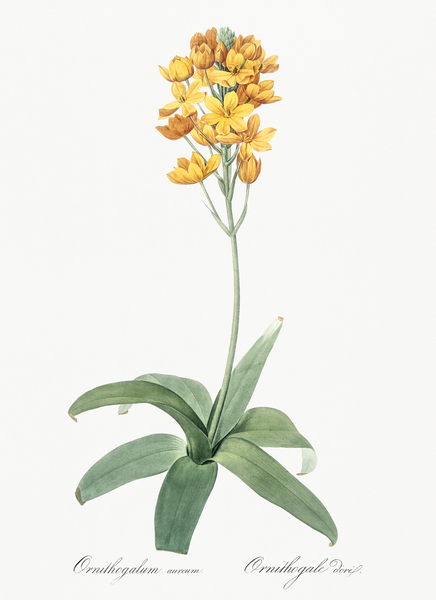 Sun star illustration  Print