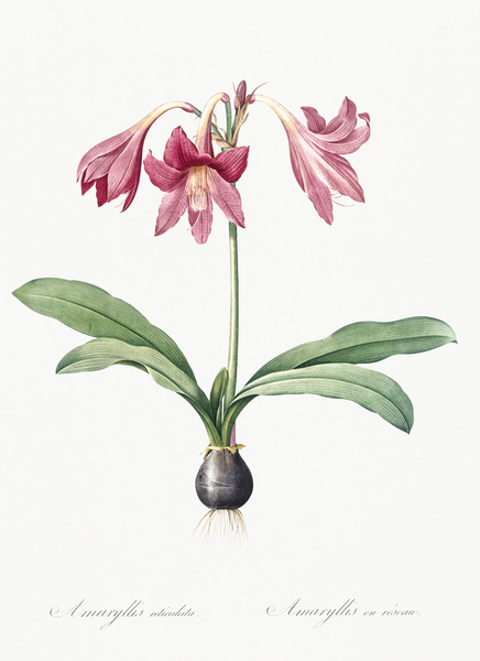 Netted-veined amaryllis illustration  Print