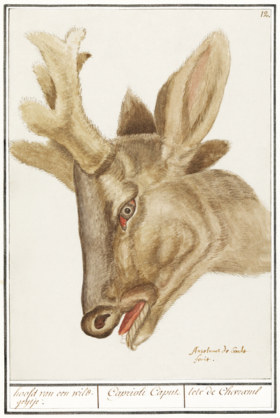 Deer head in vintage style Print