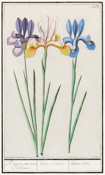 Iris in vintage style Print