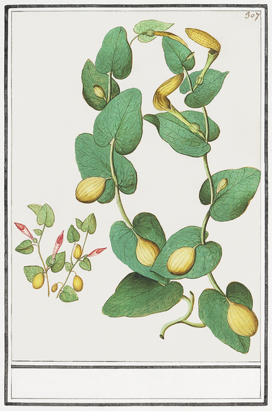 Unknown plant in vintage style Print