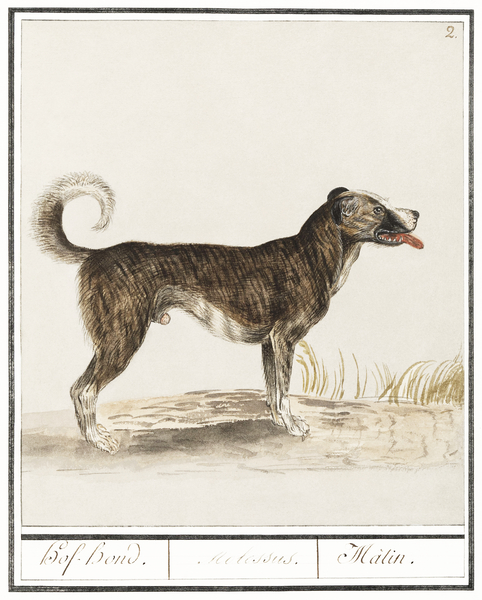 Dog in vintage style Print