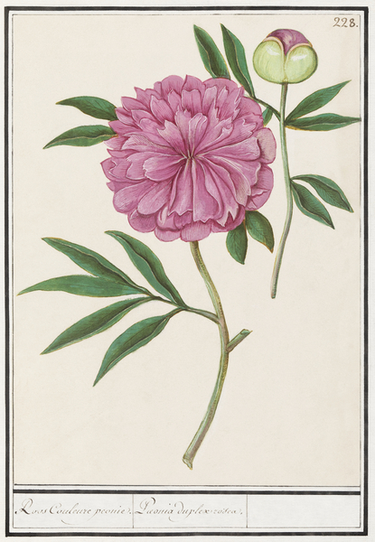 Peony in vintage style Print