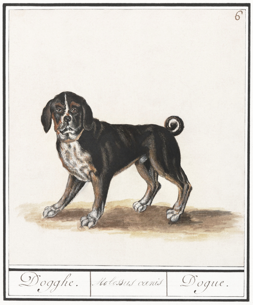 Dog in vintage style Print