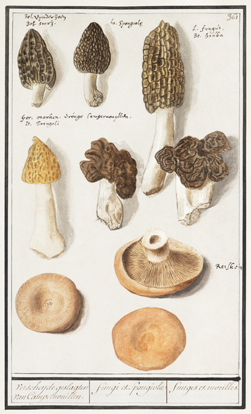 Mushrooms in vintage style Print
