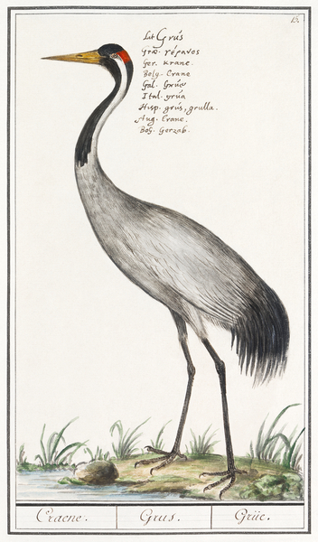 Crane in vintage style Print