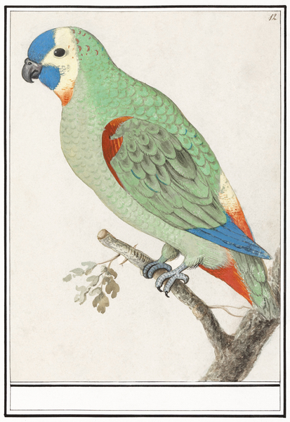 Turquoise-fronted amazon in vintage style Print