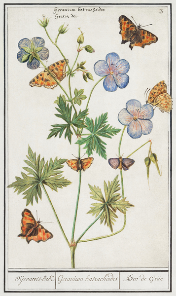 Storksbills and butterflies Print