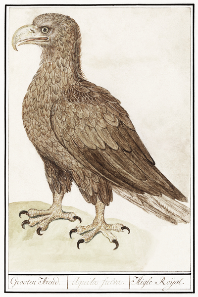 White-tailed eagle in vintage style Print