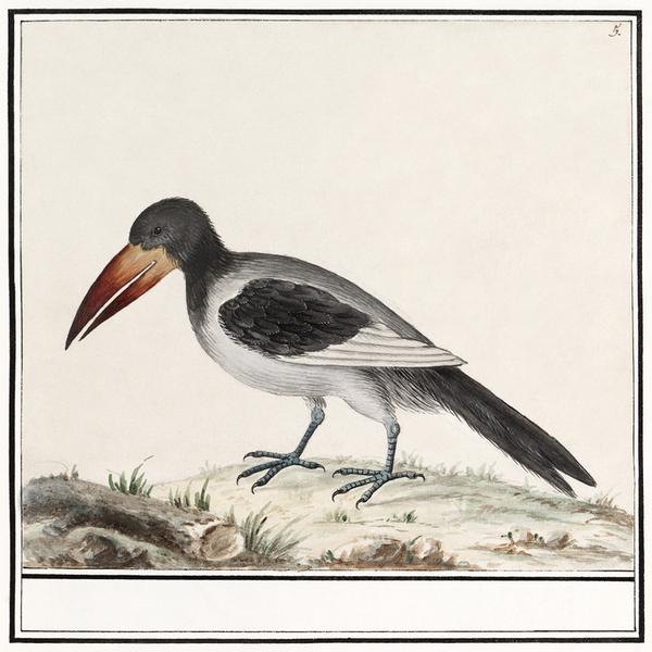 Unknown bird in vintage style Print