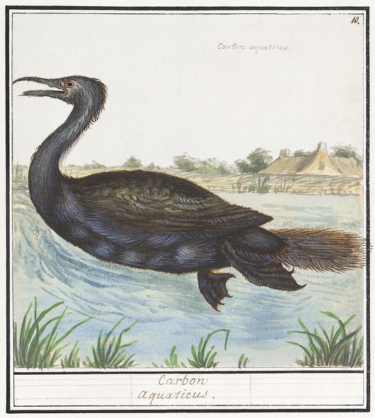 Cormorant in vintage style Print