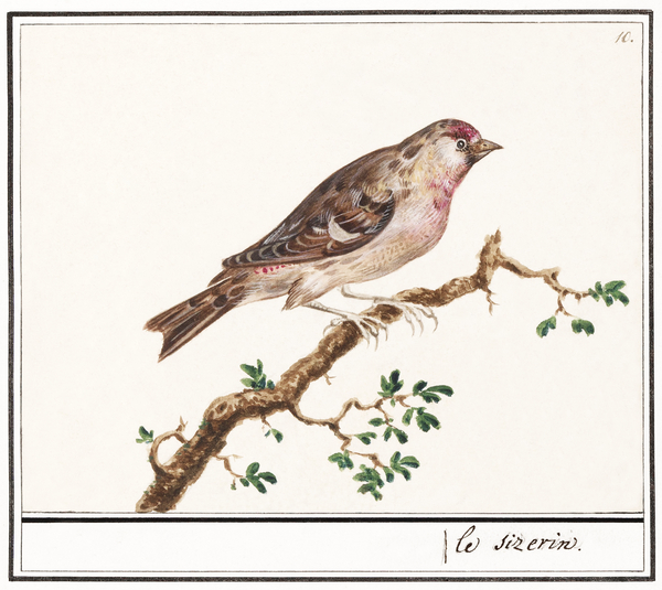 Redpoll in vintage style Print