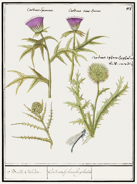 Thistle and artichoke Print
