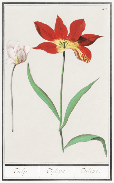 Tulip in vintage style Print