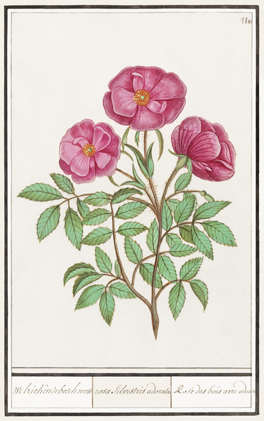 Wild rose in vintage style Print